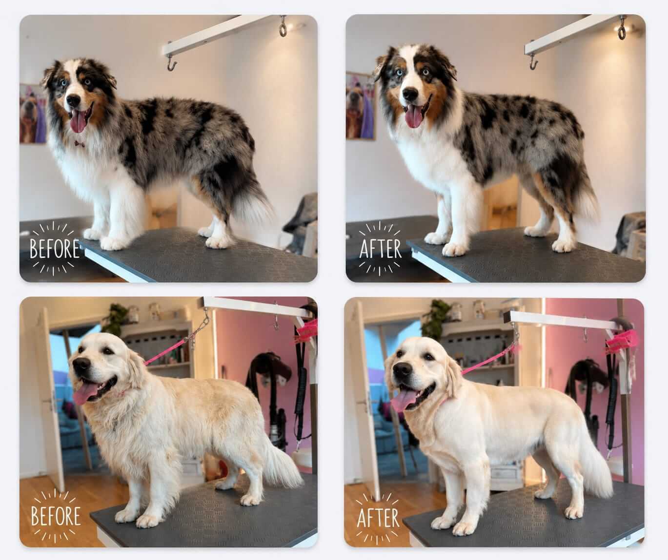 Groomer AUssi Goldenretriever