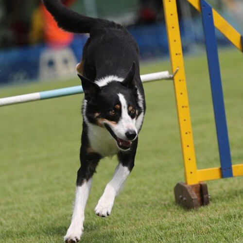SHYVA Hundezentrum | Einsteigerkurs Agility