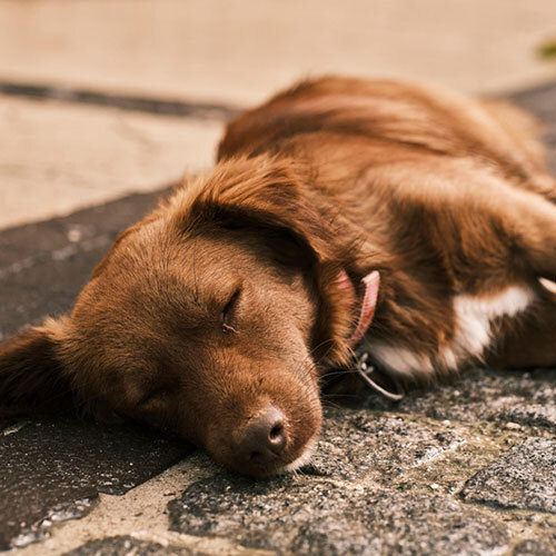 Kurs - Bleib- & Deckentraining