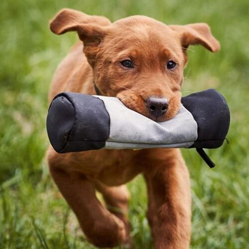 SHYVA Hundezentrum | Einsteigerkurs Dummy Training