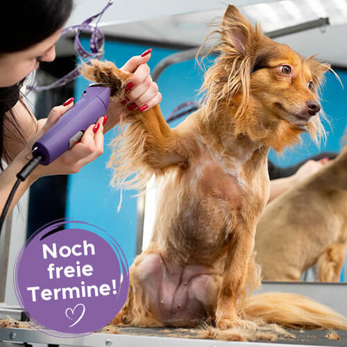 SHXVA Hundezentrum | Friseur & Pflege