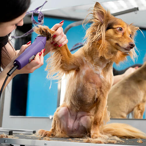 SHYVA Hundezentrum | Friseurschulung