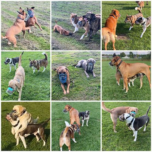 SHYVA Hundezentrum | Interaktions Kurs
