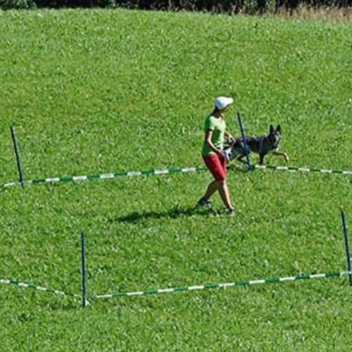 Einsteigerkurs - Longieren