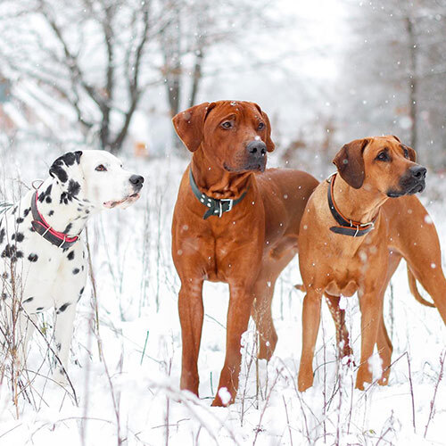 Weihnachtszeit im Hundehotel