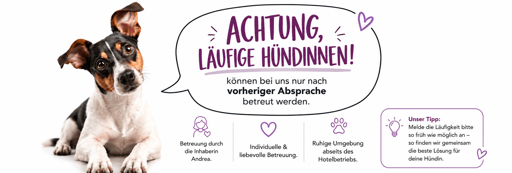 Läugfige Hündin Betreuung
