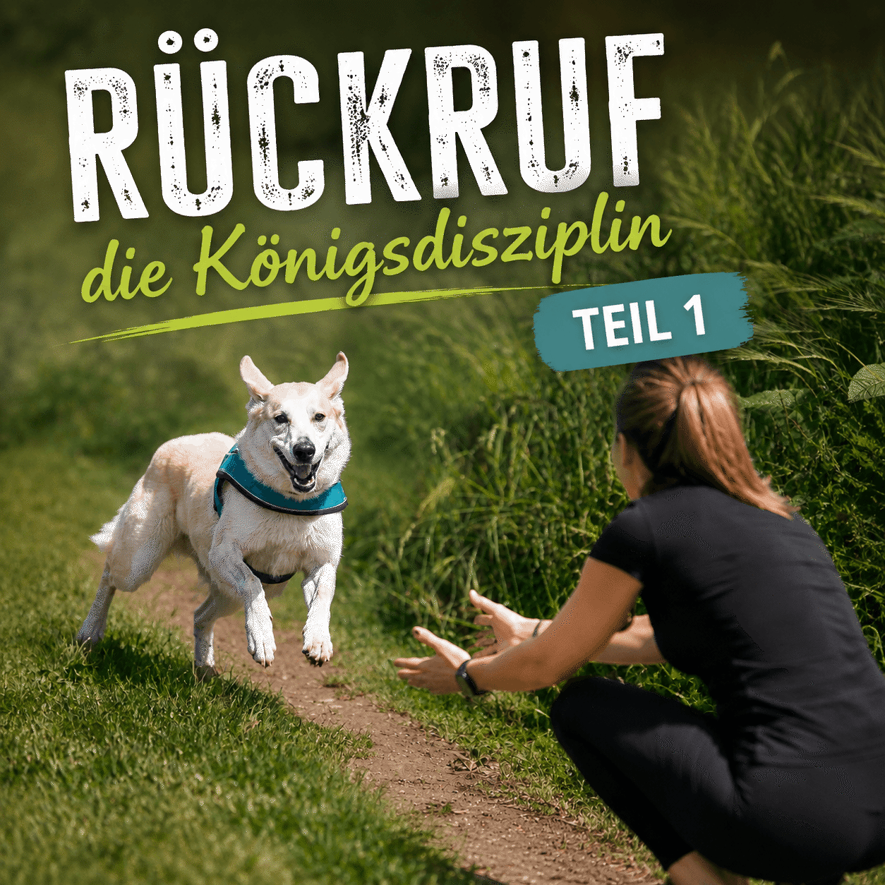 SHYVA Hundeschule Rückruf