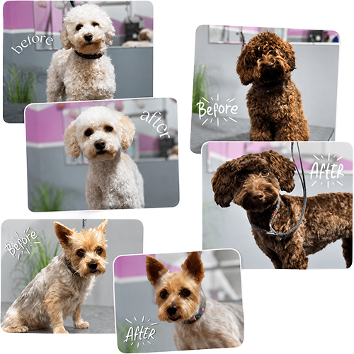 SHYVA Style Hundefriseur vorher-nachher