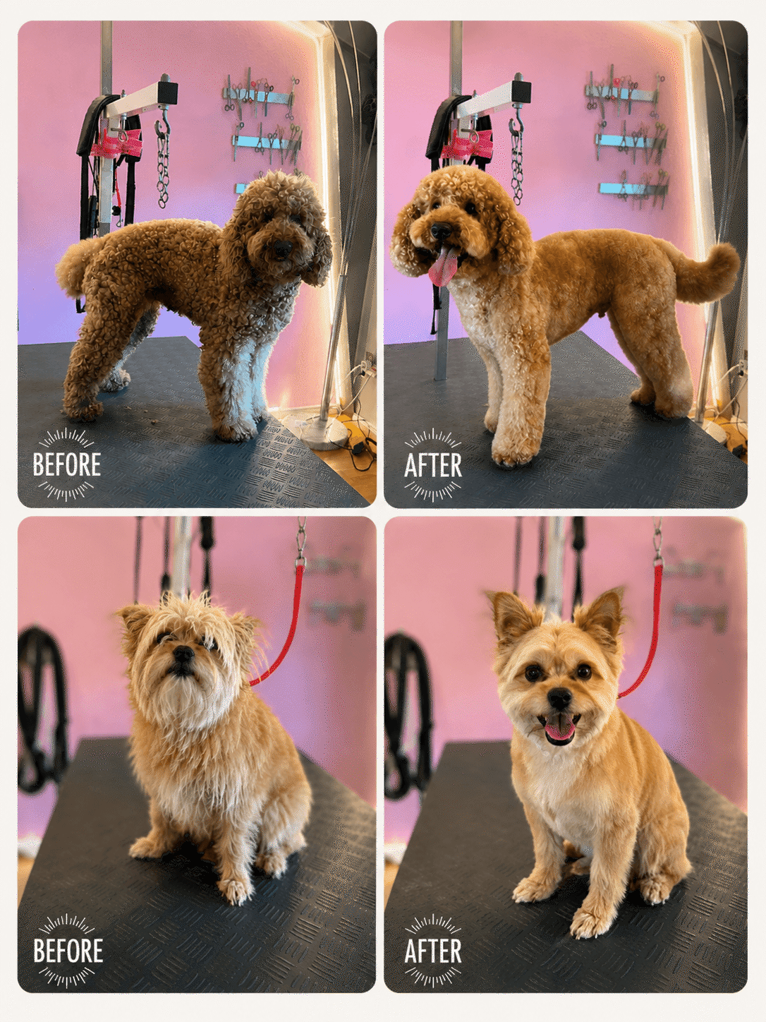 Vorher Nacher SHYVA Hundefriser Spitz Goldendoodle