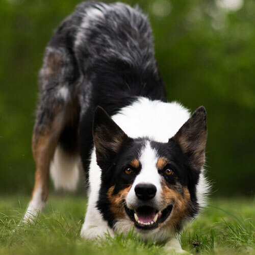 Intensivtag - Du bist nicht allein - mehr für dich und deinen Hund