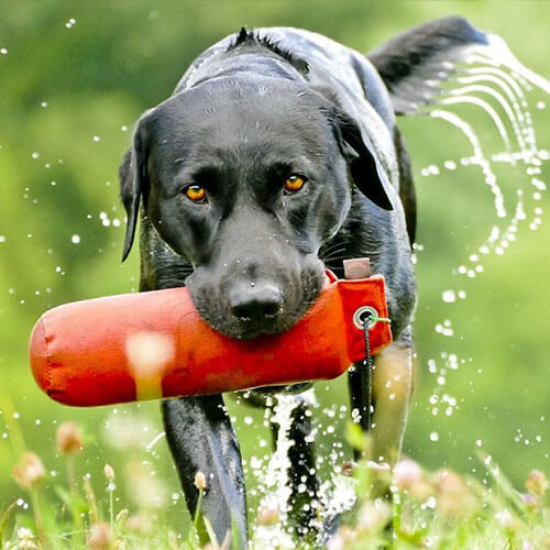 Shyva Hundeschule | Schnupperkurs - Dummytraining