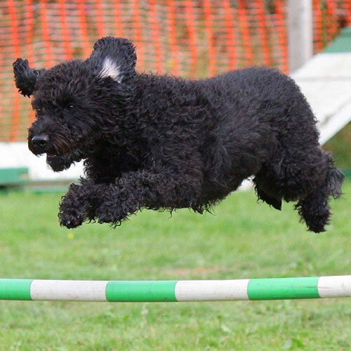 Schnupperkurs für Hunde