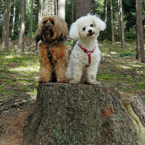 Walk ins Wochenende – Lernspaziergang