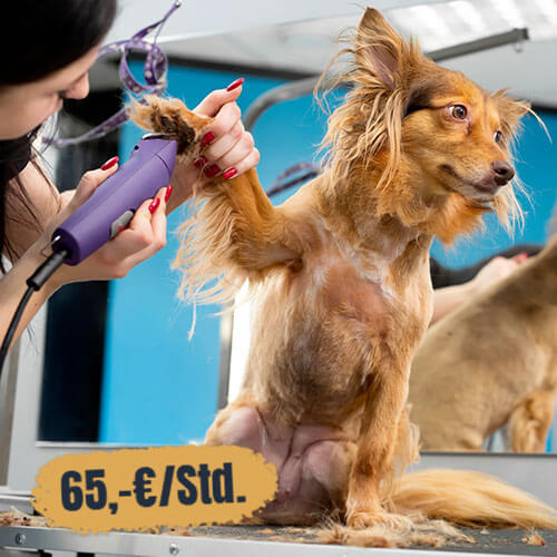 Fit für den Frühling! Nur im März & April 65,-€/Std.